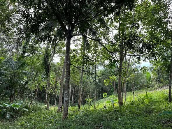 80 sqm Lot in Tagbilaran