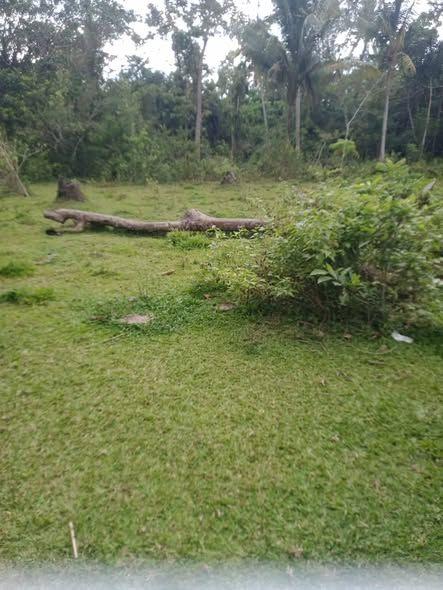 6,674 sqm Titled Lot in Maribojoc - Near Highway & Market