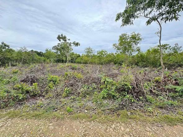 Prime 2,000 sqm Lot Near Dauis-Panglao Boundary - Investment Opportunity