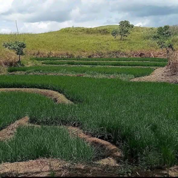 5,000 sqm Agricultural Land for Sale in Carmen, Bohol - ₱180,000