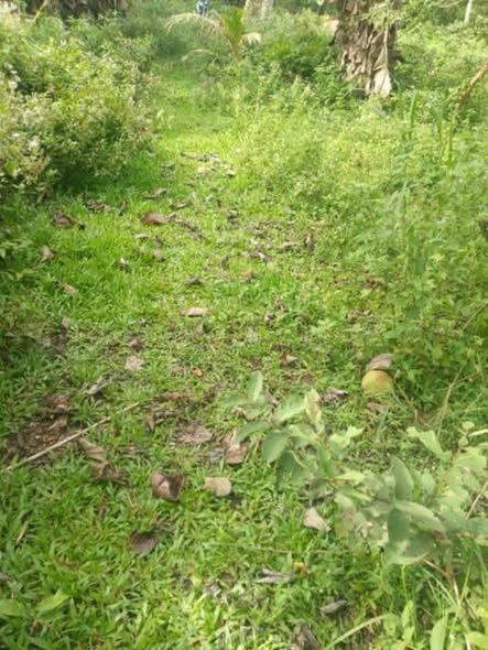 6000+ sqm Land for Sale in Balilihan - Tax Declaration