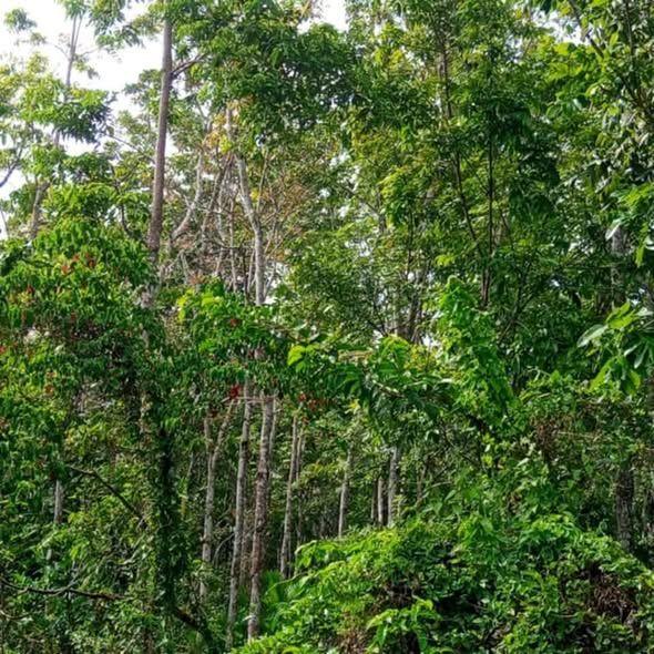 2,200 sqm Titled Lot Near Elementary School - Bilar, Bohol