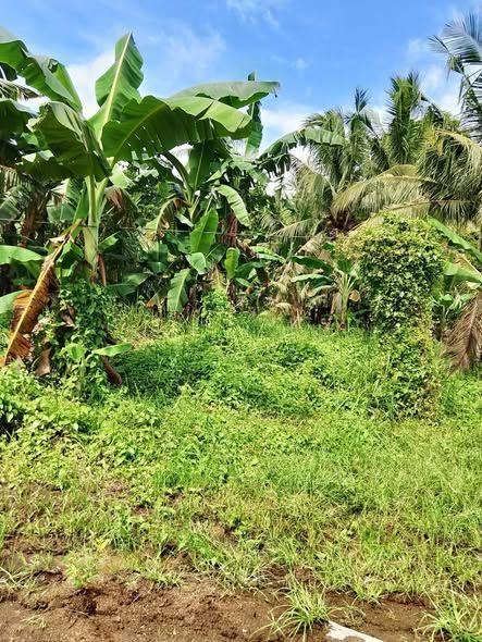 976 sqm Lot in Talibon