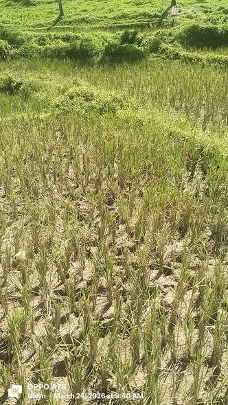 6,000 sqm Titled Lot for Sale in Baang, Catigbian, Bohol