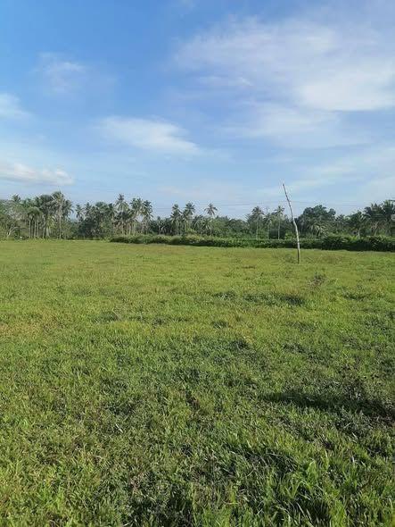 Agricultural Land for Sale in Poblacion, Catigbian - Former Rice Field, Flat Terrain, Near Government Facilities