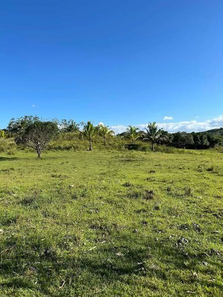 6.5 Hectare Farm Lot for Sale in Carmen, Bohol - Clean Title